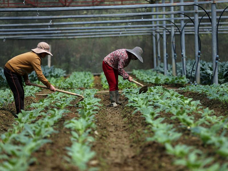 Gói 100.000 tỷ đồng cần phải hướng tới hỗ trợ người dân tiếp cận nông nghiệp công nghệ cao (Trong ảnh: sản xuất rau sạch tại Đà Lạt, Lâm Đồng). Ảnh: Đức Thanh