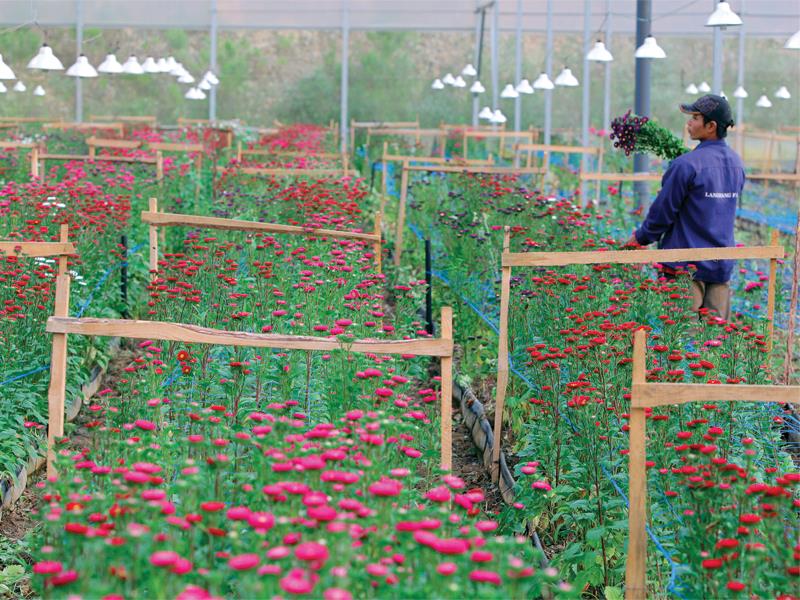 Trang trại trồng hoa công nghệ cao tại Đà Lạt. Ảnh: Đức Thanh
