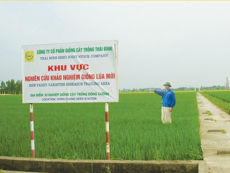 Chủ tịch HĐQT, Tổng giám đốc Trần Mạnh Báo kiểm tra Khu vực khảo nghiệm giống lúa mới của ThaiBinh Seed