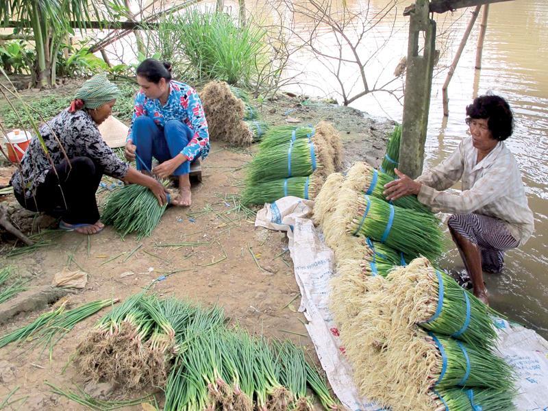 Vay được vốn ưu đãi, bà con dân tộc Khmer ở Sóc Trăng đã đầu tư trồng hành tím, với thu nhập cao, hoàn trả nợ và lãi đúng hạn