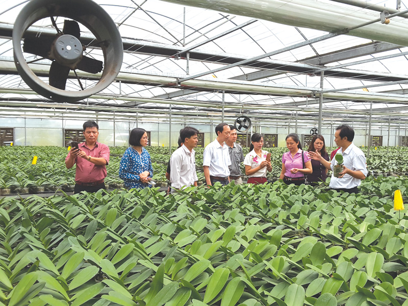 Hoa Lan trồng trong nhà kính công nghệ cao tại xã Phù Vân, TP. Phủ Lý, tỉnh Hà Nam.