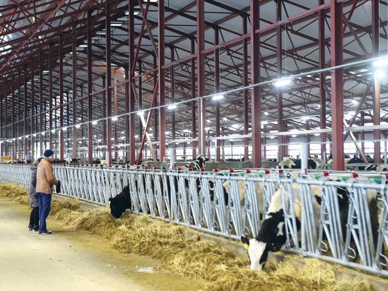 Trang trại bò sữa đầu tiên thuộc Dự án Tổ hợp Chăn nuôi bò sữa và chế biến sữa công nghệ cao TH tại Moscow (Liên bang Nga) đã chính thức khánh thành.