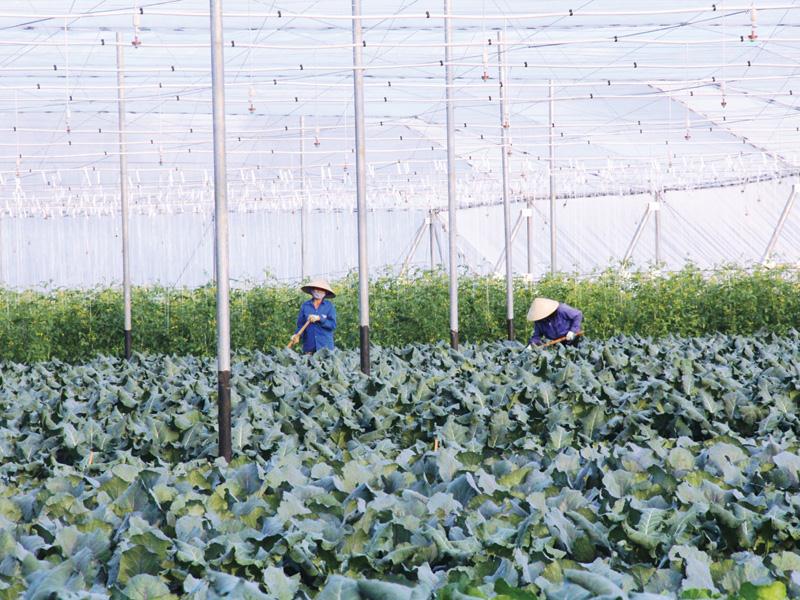 Khu nông nghiệp công nghệ cao Lam Sơn  - Sao Vàng