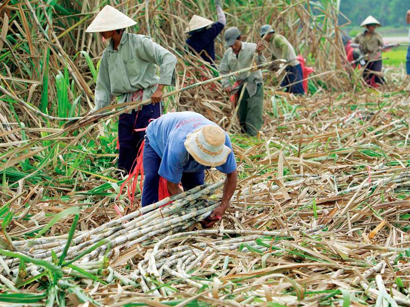 Giống mía lạc hậu,  năng suất thấp... là những nguyên nhân khiến giá thành sản xuất đường của Việt Nam đang ở mức cao. Ảnh: Đức Thanh