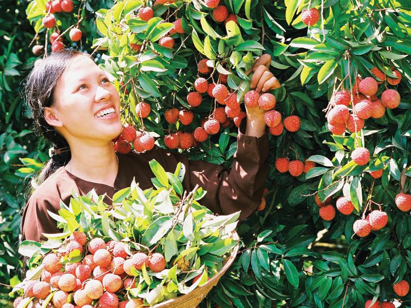 Niềm vui của người nông dân Thanh Hà khi vải thiều được mùa và ngày càng khẳng định giá trị thương hiệu
