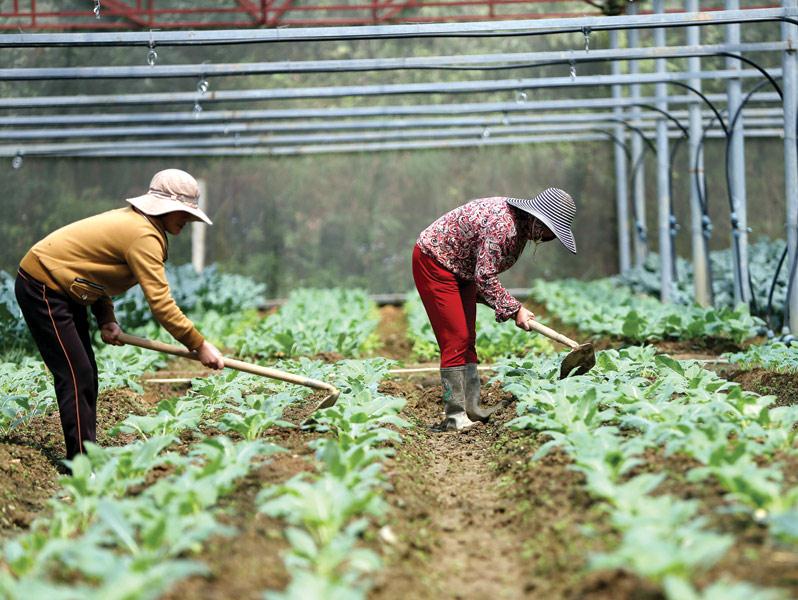 Chăm sóc cây trồng trong nhà kính tại một Dự án nông nghiệp ở Đà Lạt (Lâm Đồng). Ảnh: Anh Trung