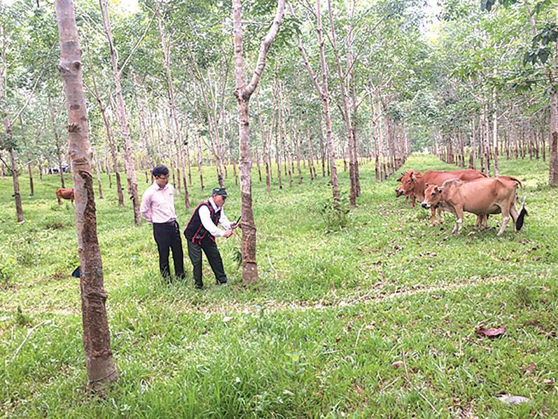 Mô hình trồng cây cao su kết hợp với việc chăn nuôi của thương binh Hồ Sỹ Thi mang lại thu nhập hàng trăm triệu đồng mỗi năm.