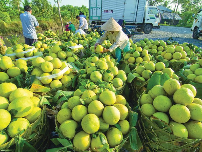 Châu Thành có  vùng nguyên liệu trái cây phát triển, là điều kiện thuận lợi cho ngành công nghiệp chế biến nông sản