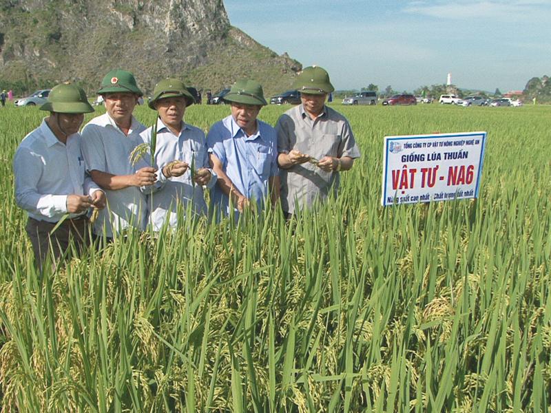 Cánh đồng trồng giống lúa thuần Vật tư - NA6 tại xã Diễn Quảng (huyện Diễn Châu - Nghệ An)