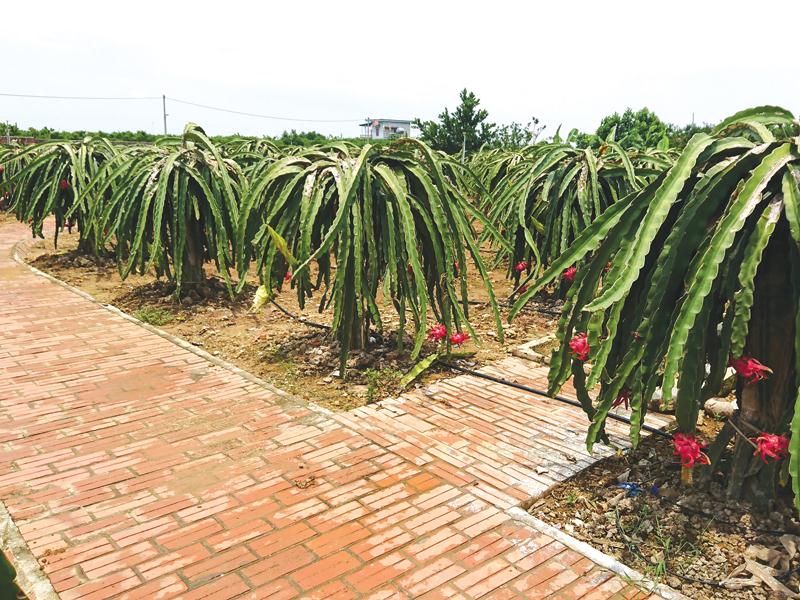 Một khu vườn kiểu mẫu tại xã Việt Dân