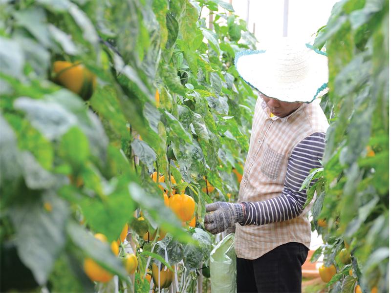 Mô hình nông nghiệp ứng dụng công nghệ cao đang được áp dụng tại Đà Nẵng