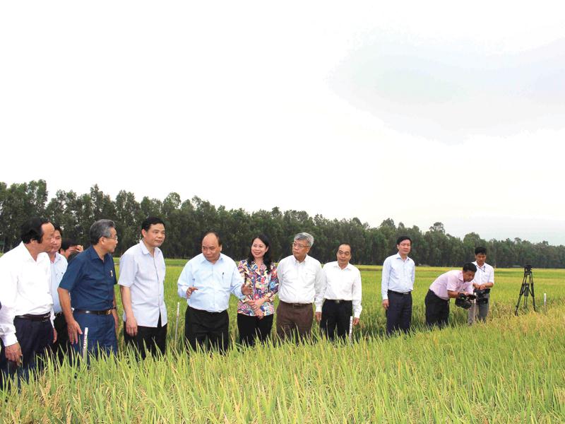 An Giang có nhiều tiềm năng phát triển nông nghiệp. Trong ảnh: Thủ tướng Chính phủ Nguyễn Xuân Phúc thăm mô hình trồng lúa chất lượng cao tại tỉnh An Giang. Ảnh: Ngô Chuẩn