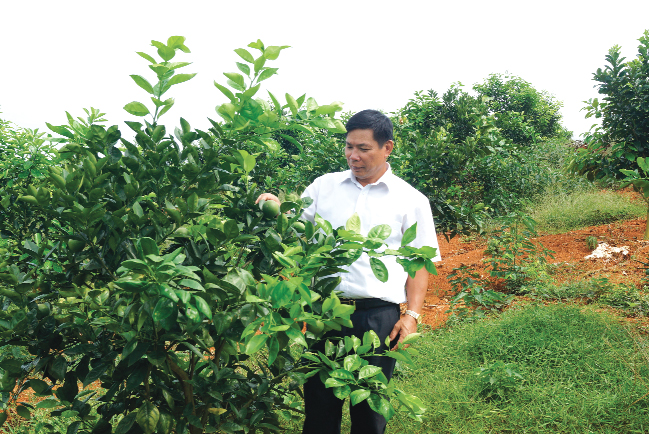 Trang trại gần 7 ha trồng bưởi Diễn của gia đình ông Phạm Hồng Diến tại khu Đoàn Kết, xã Cấp Dẫn, huyện Cẩm Khê.