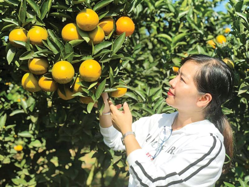 Vườn cam ở Phù Yên đem lại giá trị kinh tế cao cho người dân.