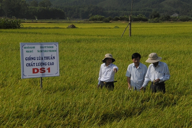 Cánh đồng lớn là hướng đi đúng trong phát triển “tam nông” tại Bình Định
