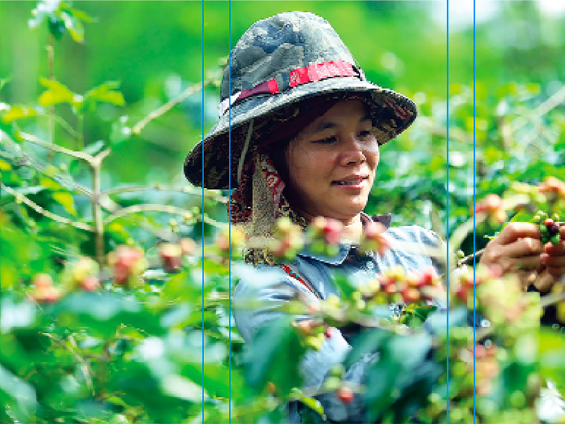 Mường Ảng hiện có khoảng 4.136 ha trồng cà phê, đạt sản lượng 6.343 tấn/năm