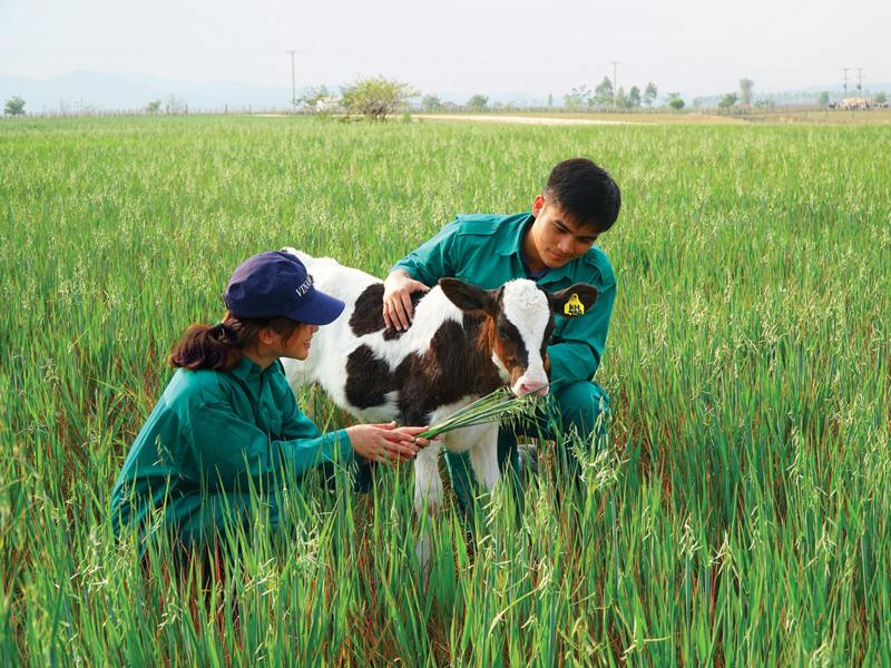 Chăm sóc bò sữa tại Tổ hợp “Resort” bò sữa organic của Vinamilk ở Xiêng Khoảng (Lào).