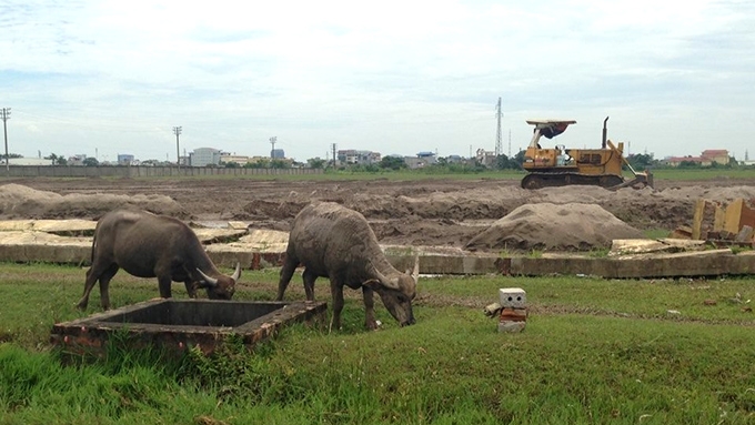 Khu công nghiệp Mỹ Trung (Nam Định) đang bỏ hoang, lãng phí gần 100 ha đất lúa.