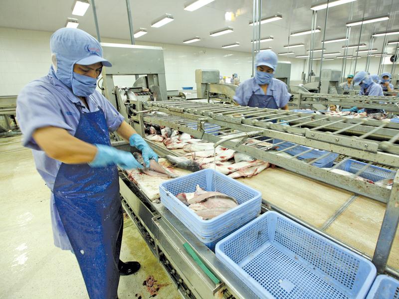 Cá tra Việt Nam chiếm 98% sản lượng tiêu thụ mặt hàng này tại Australia. Ảnh: Đức Thanh