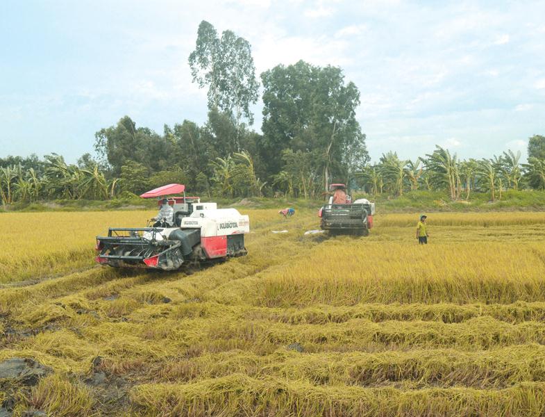 Kiên Giang luôn dẫn đầu cả nước về diện tích gieo trồng lúa với gần 190.000 ha, sản lượng lúa đạt từ 4,3 - 4,5 triệu tấn/năm.