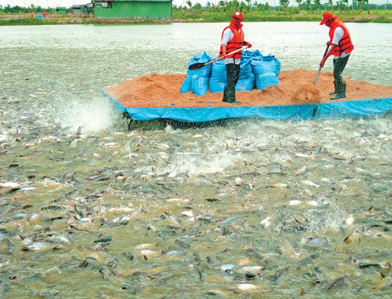 Các hồ nuôi cá tra, nuôi tôm đang phải áp dụng tiêu chuẩn về nước thải công nghiệp như nhà máy chế biến thủy sản, thay vì tiêu chuẩn của ao nuôi thủy sản. Ảnh: Lê Toàn