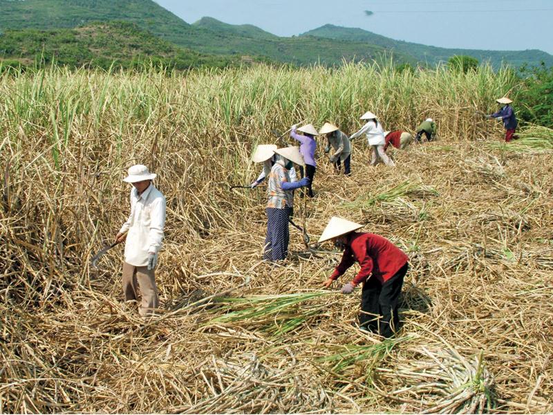 Đường nhập lậu tăng mạnh khiến các doanh nghiệp mía đường trong nước lao đao, hàng triệu hộ nông dân trồng mía bị ảnh hưởng.