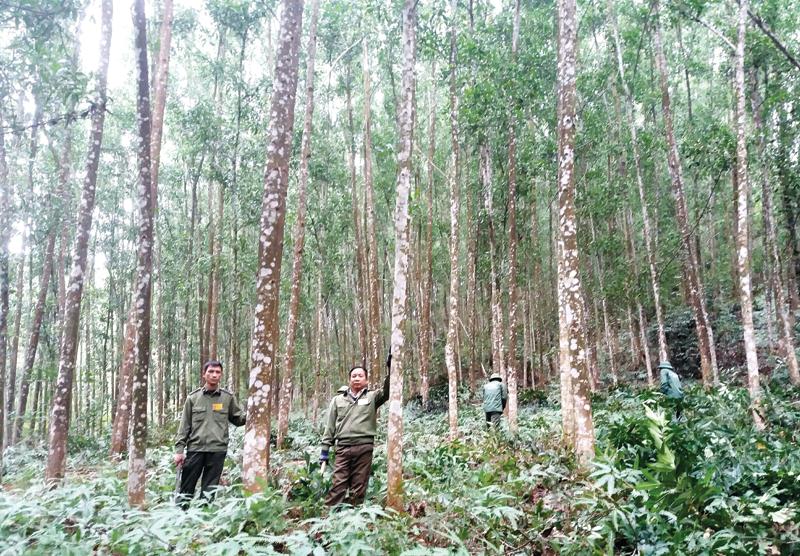 Ngành lâm nghiệp quyết tâm bảo vệ rừng để đáp ứng yêu cầu sản xuất, kinh doanh không liên quan đến phá rừng.