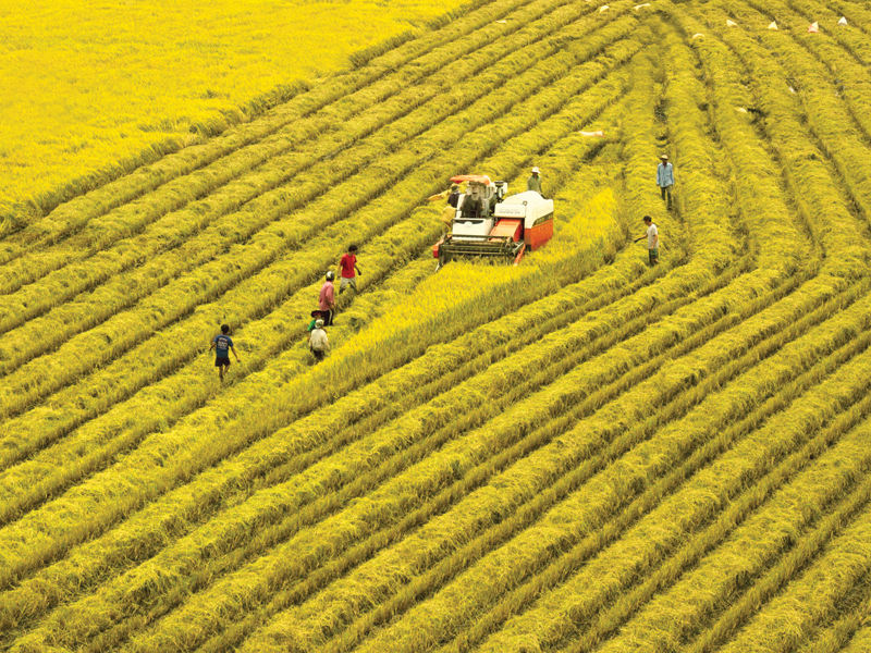 An Giang có nhiều tiềm năng phát triển mạnh lĩnh vực nông nghiệp.
