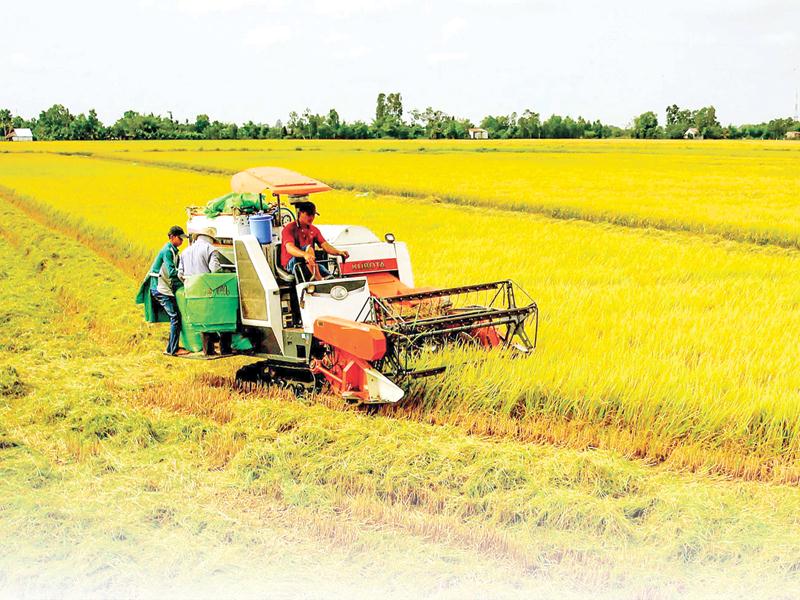 Nông nghiệp là lĩnh vực mà Trà Vinh đang dành ưu đãi lớn trong thu hút đầu tư.