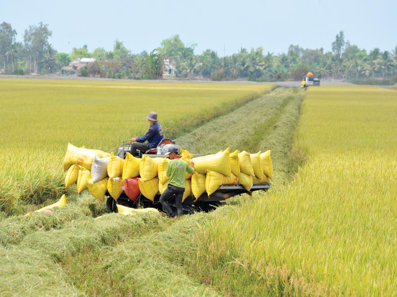 Việc dừng xuất khẩu gạo có thể ảnh hưởng trực tiếp tới người sản xuất và doanh nghiệp. Ảnh: Gia Bảo