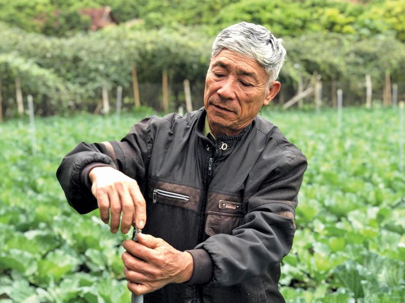 Ông Phạm Văn Đấu cùng người dân ở bản Mai Tiên cải thiện thu nhập đáng kể nhờ trồng rau theo quy trình VietGAP.