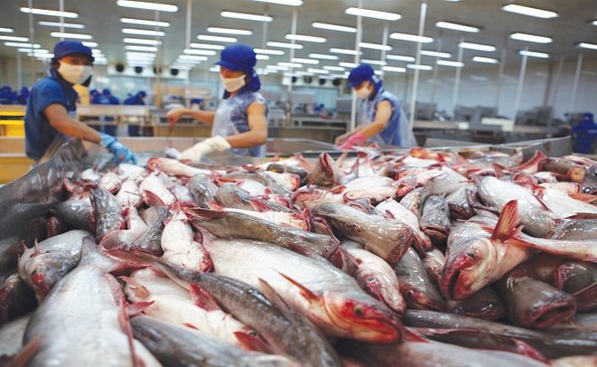 Các doanh nghiệp chuyên xuất khẩu cá tra đang cố gắng đưa ra những sản phẩm phù hợp với người tiêu dùng trong nước.