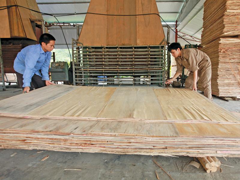 Mặt hàng gỗ dán của Việt Nam đang bị một số nước như Mỹ, Hàn Quốc điều tra vì nghi ngờ gian lận xuất xứ. Ảnh: Đức Thanh