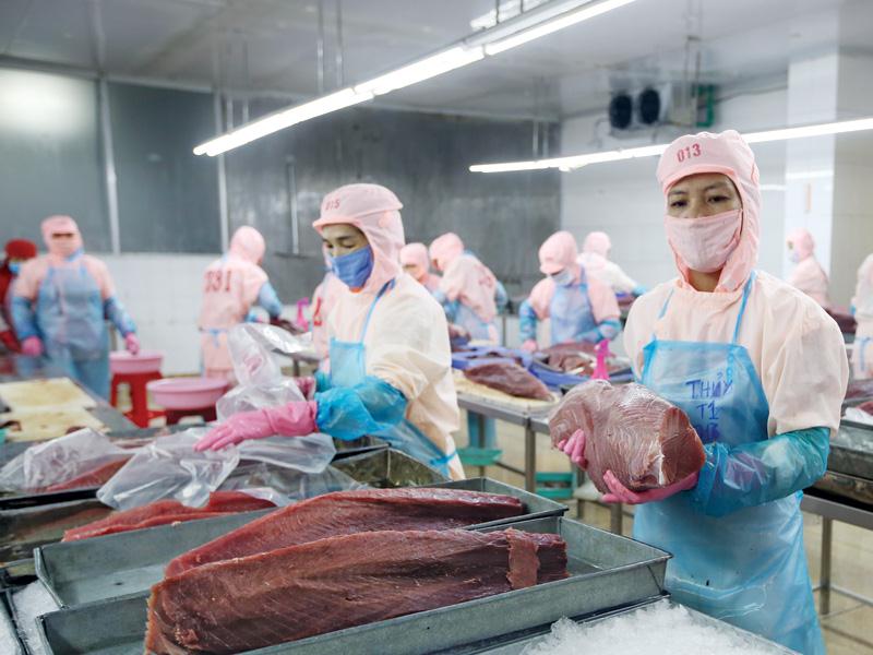Hệ số ICOR của Việt Nam vẫn cao so với mức bình quân của thế giới. Trong ảnh: Chế biến cá ngừ xuất khẩu tại Công ty TNHH Thủy sản Hồng Ngọc (Phú Yên). Ảnh: Đ.T