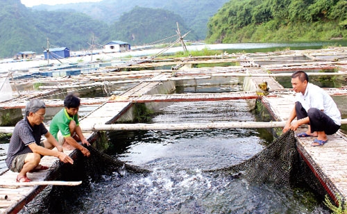 Phong trào nuôi cá lồng trên hồ thủy điện Hòa Bình rất phát triển, đem lại thu nhập cao cho nhiều hộ dân.