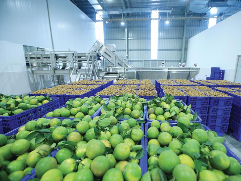 Các doanh nghiệp xuất khẩu rau quả đang tăng tốc dịp cuối năm. Trong ảnh: Nhà máy chế biến nước hoa quả của TH tại Mộc Châu.