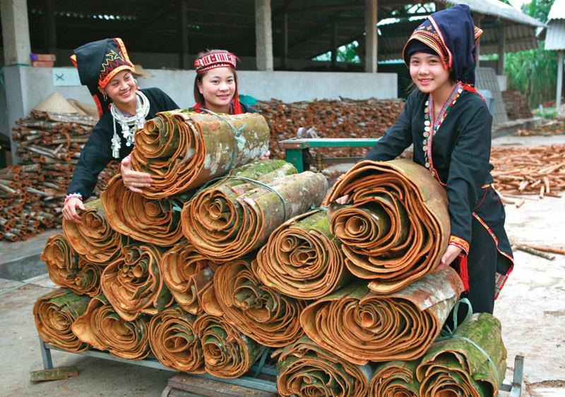Tỉnh Yên Bái thường xuyên tổ chức các hoạt động xúc tiến thương mại và đầu tư trong các lĩnh vực trồng, chế biến, kinh doanh sản phẩm từ cây quế.