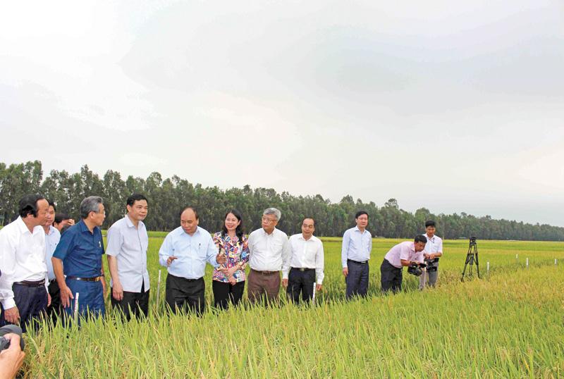 An Giang đang hình thành các vùng sản xuất chuyên canh, quy mô lớn. Trong ảnh: Thủ tướng Nguyễn Xuân Phúc thăm cánh đồng lúa chất lượng cao của tỉnh. Ảnh: Ngô Chuẩn