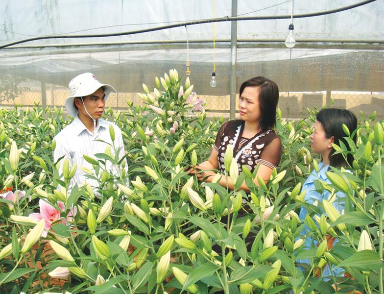 Mô hình trồng hoa ly trong nhà lưới cho năng suất cao tại Lạng Sơn.