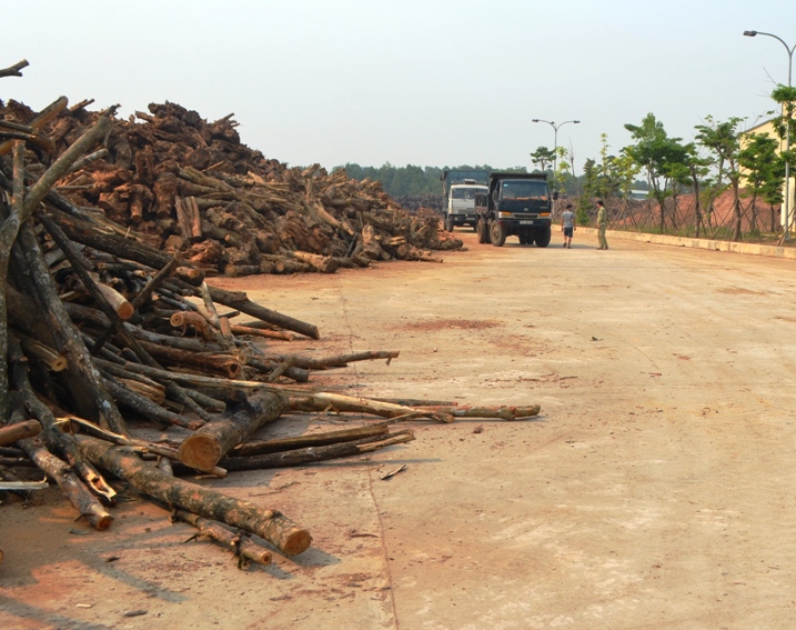 Nguồn nguyên liệu dồi dào là lợi thế không nhỏ đối với ngành công nghiệp sản xuất chế biến gỗ tại Miền Trung