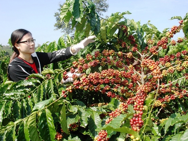 chương trình sẽ đưa các tiến bộ khoa học kỹ thuật vào việc xây dựng thí điểm các mô hình sản xuất cà phê chất lượng