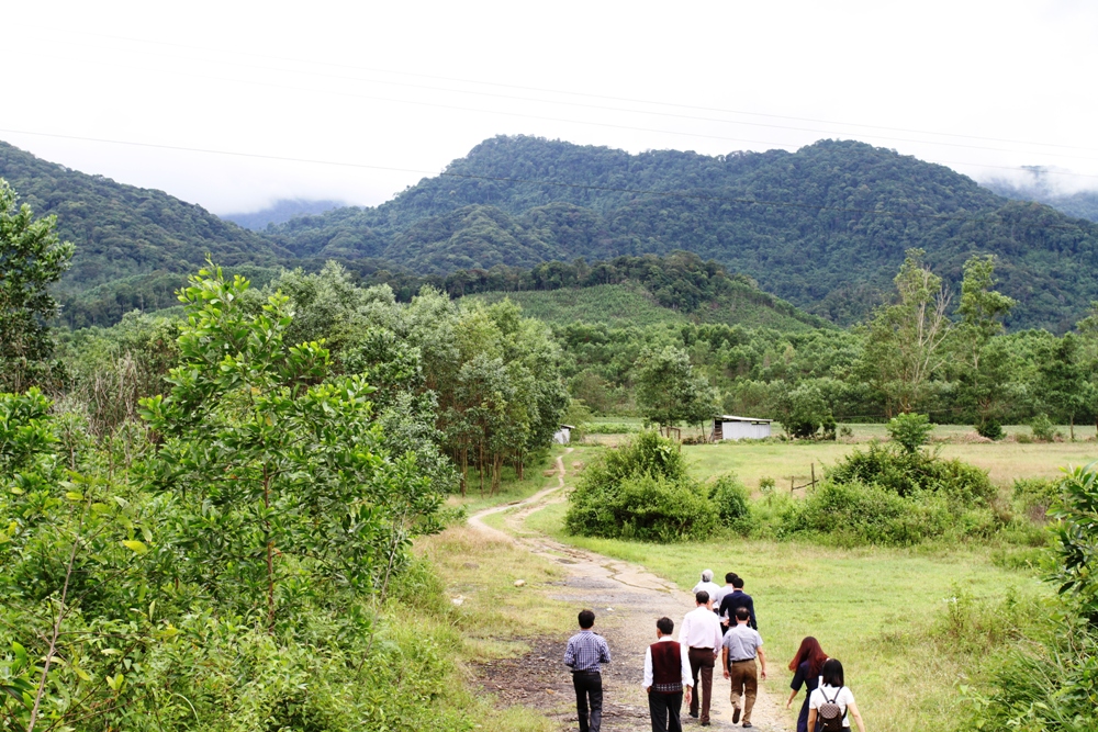 Khu vực được quy hoạch để thực hiện Dự án trồng cây dược liệu và chăn nuôi bò vàng tại xã Hương Phong, huyện A Lưới