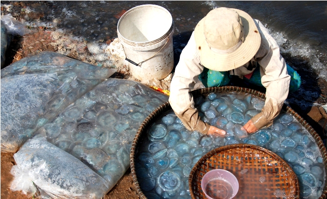 Ngư dân thu hoạch sứa biển ở Phú Yên