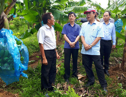 Chủ tịch UBND tỉnh Quảng Trị Nguyễn Đức Chính trong một lần thị sát Dự án trồng mắc ca của Công ty My Anh - Khe Sanh