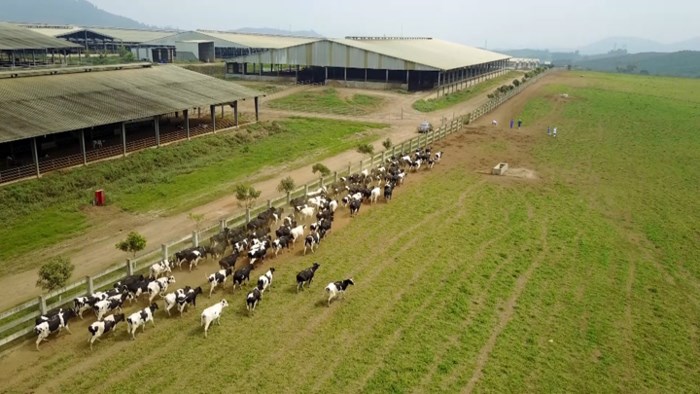 Mô hình chăn nuôi bò sữa thả tự nhiên tại huyện Nghĩa Đàn, Nghệ An.