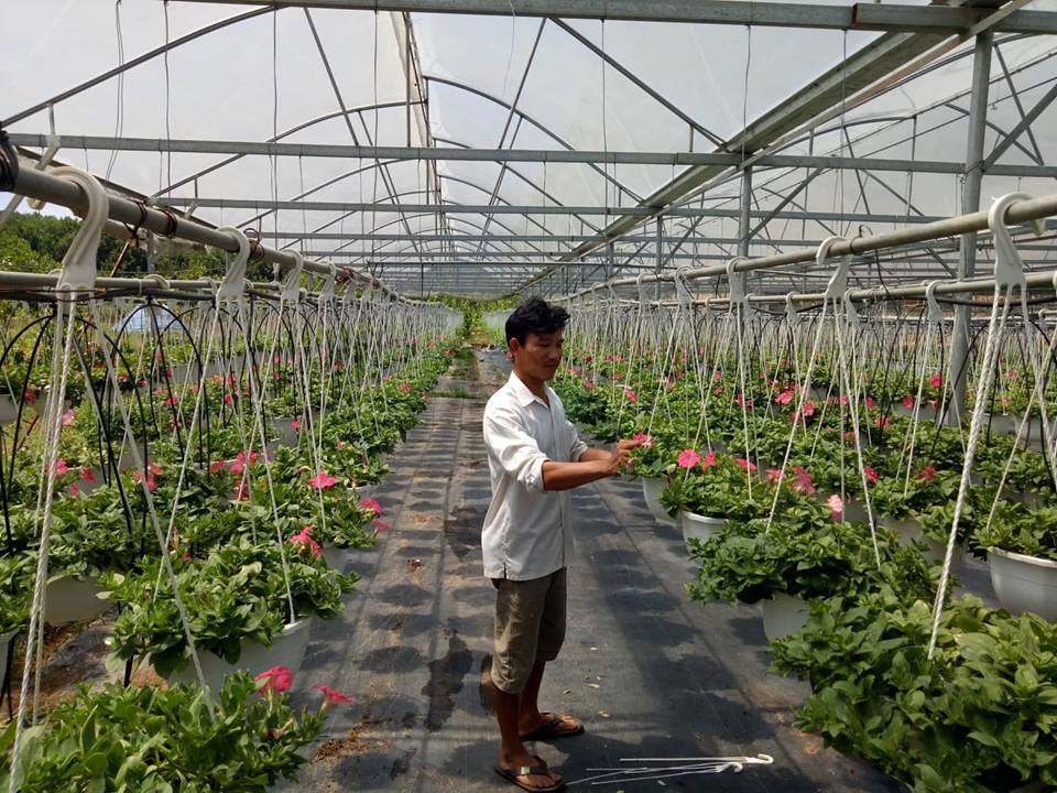 Một mô hình trồng hoa theo phương pháp thuỷ canh tại huyện Hoà Vang, Đà Nẵng.