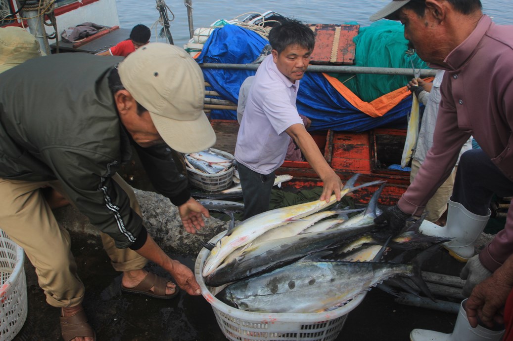 Số cá bè mà ngư dân Quảng Trị bắt được ước tính hơn 140 tấn và có khả năng cao hơn vì đang tiếp tục chở về cảng.