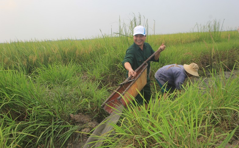 tại Quảng Trị, trong thời gian gần đây diện tích lúa hữu cơ đang ngày càng được mở rộng