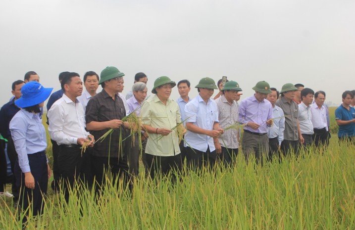 Sản xuất lúa hữu cơ Quảng Trị là mô hình không sử dụng phân bón vô cơ và thuốc bảo vệ thực vật trừ sâu bệnh.
