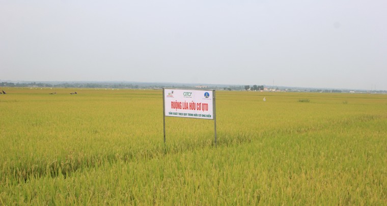 tiếp tục mở rộng diện tích liên kết gạo hữu cơ Quảng Trị, đồng thời xúc tiến để xây dựng Nhà máy chế biến gạo hữu cơ Quảng Trị
